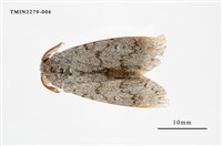 藏品(結麗毒蛾)的圖片